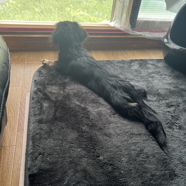 犬猫の熱中症対策3