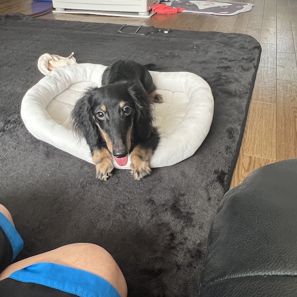 犬猫の熱中症対策