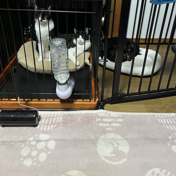 犬猫の熱中症対策9