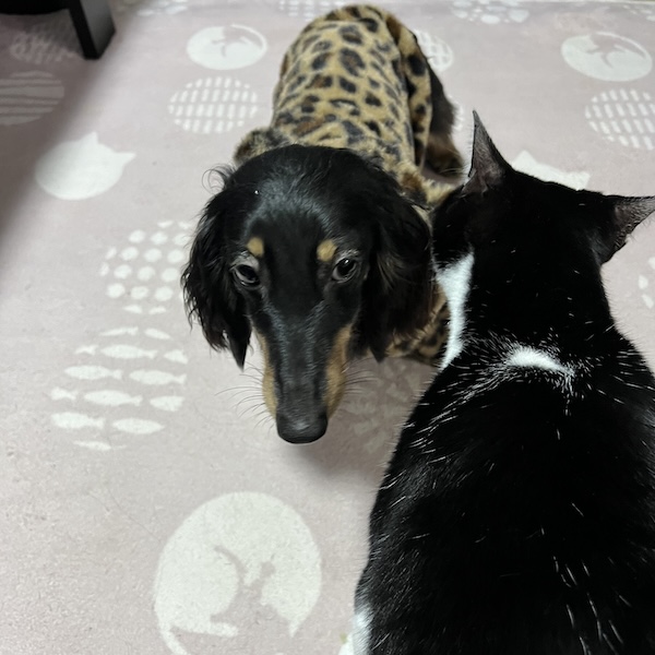 犬猫の熱中症対策12