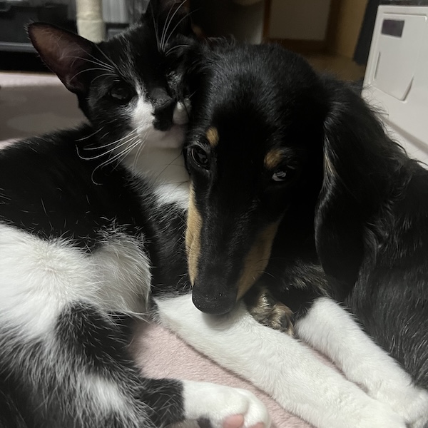 犬猫の熱中症対策13