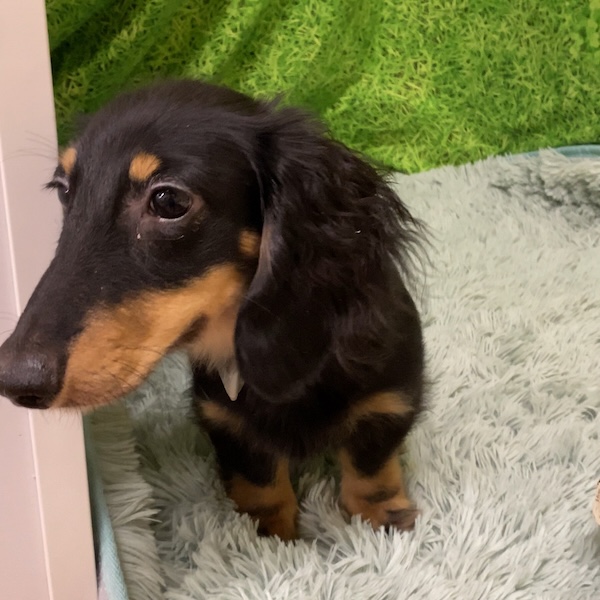 犬猫の毎日のケア3