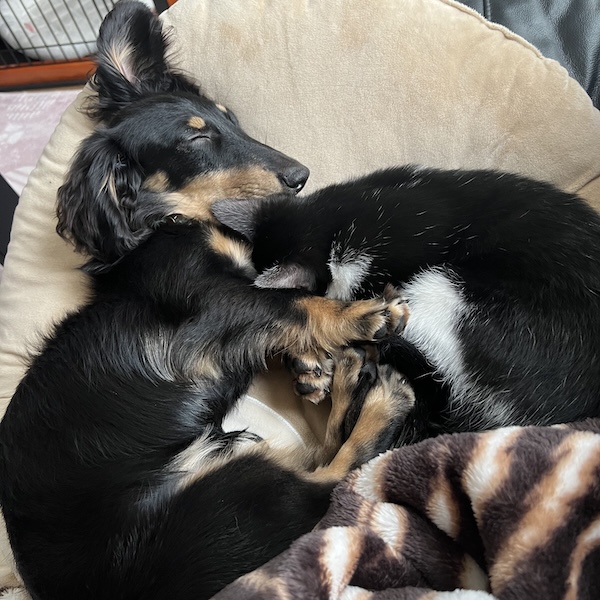 犬猫の毎日のケア5