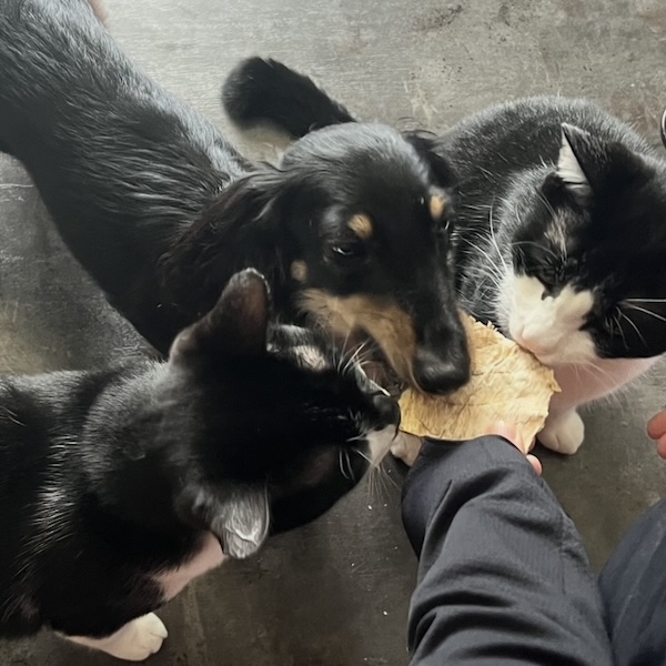 犬猫の毎日のケア6