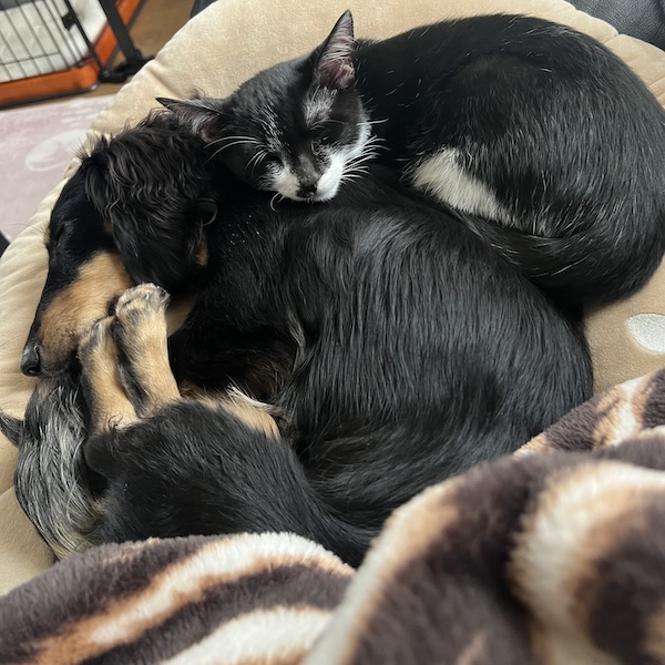 犬猫の毎日のケア9