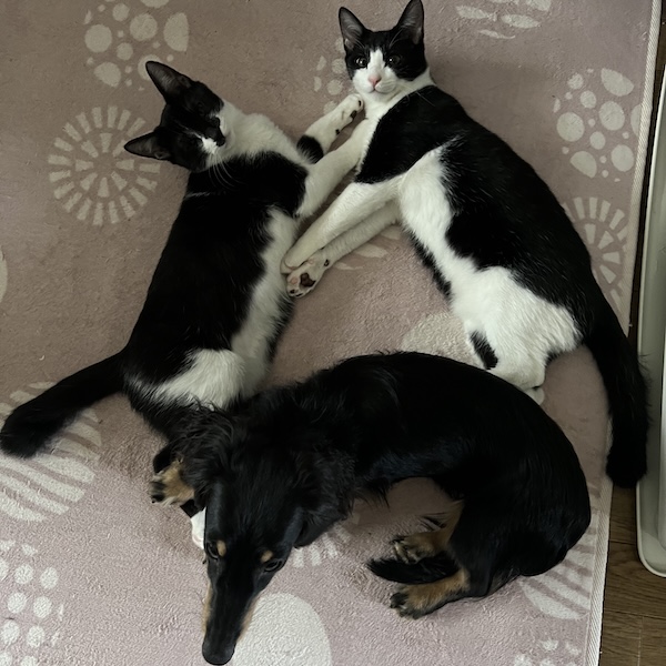 犬猫の防寒対策2