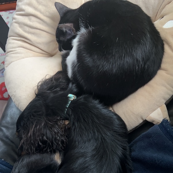 犬猫の防寒対策5