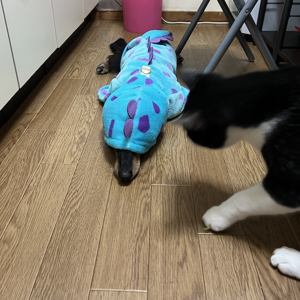 犬猫の防寒対策6