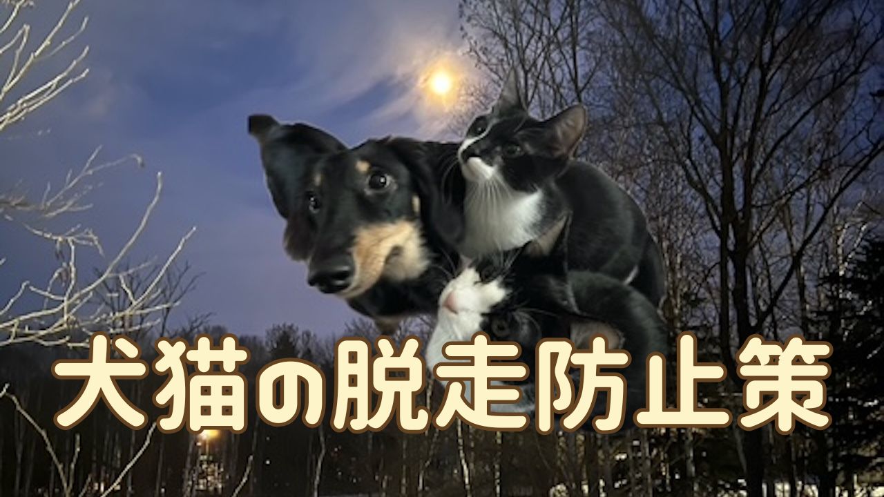 犬猫アイキャッチ 犬猫の脱走防止