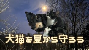 犬猫アイキャッチ 犬猫の熱中症対策