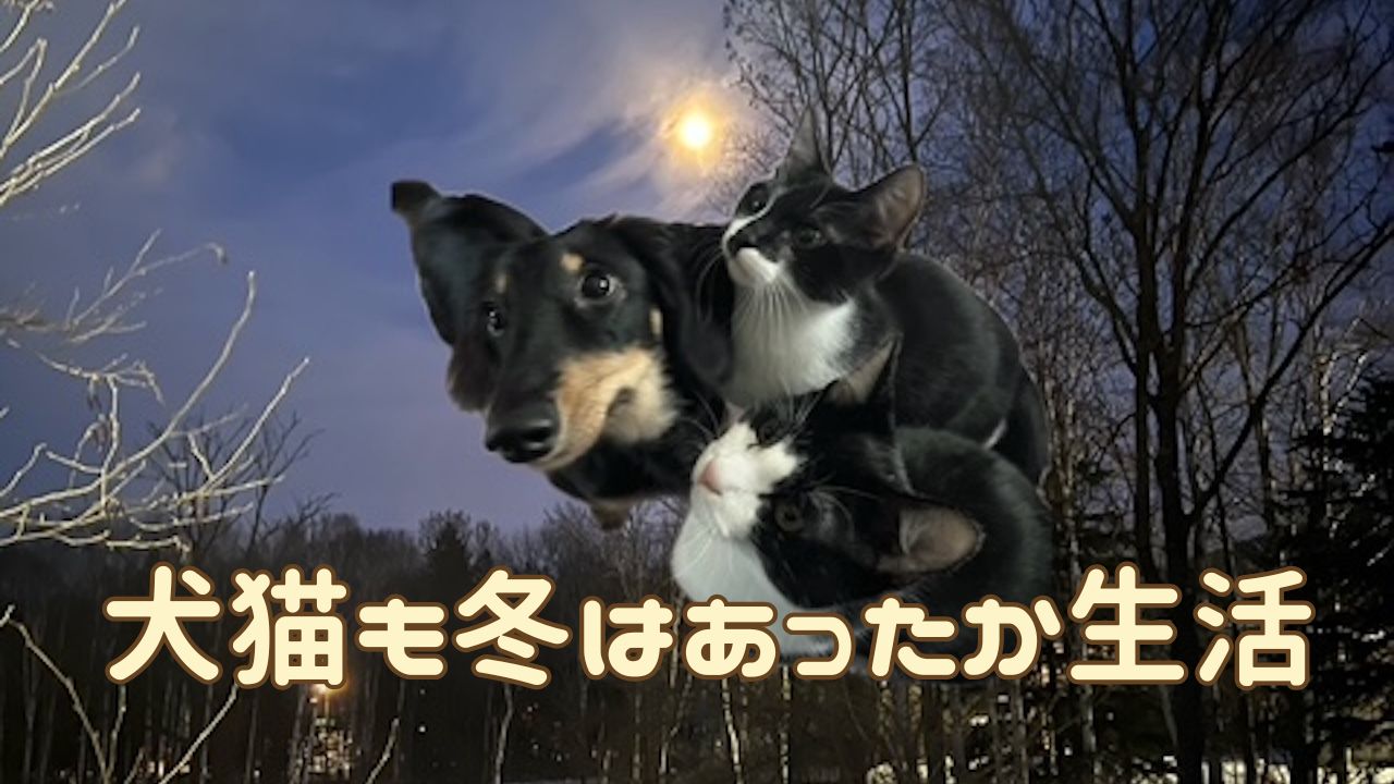 犬猫アイキャッチ 犬猫の防寒対策