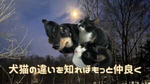 犬猫アイキャッチ 犬猫の違い