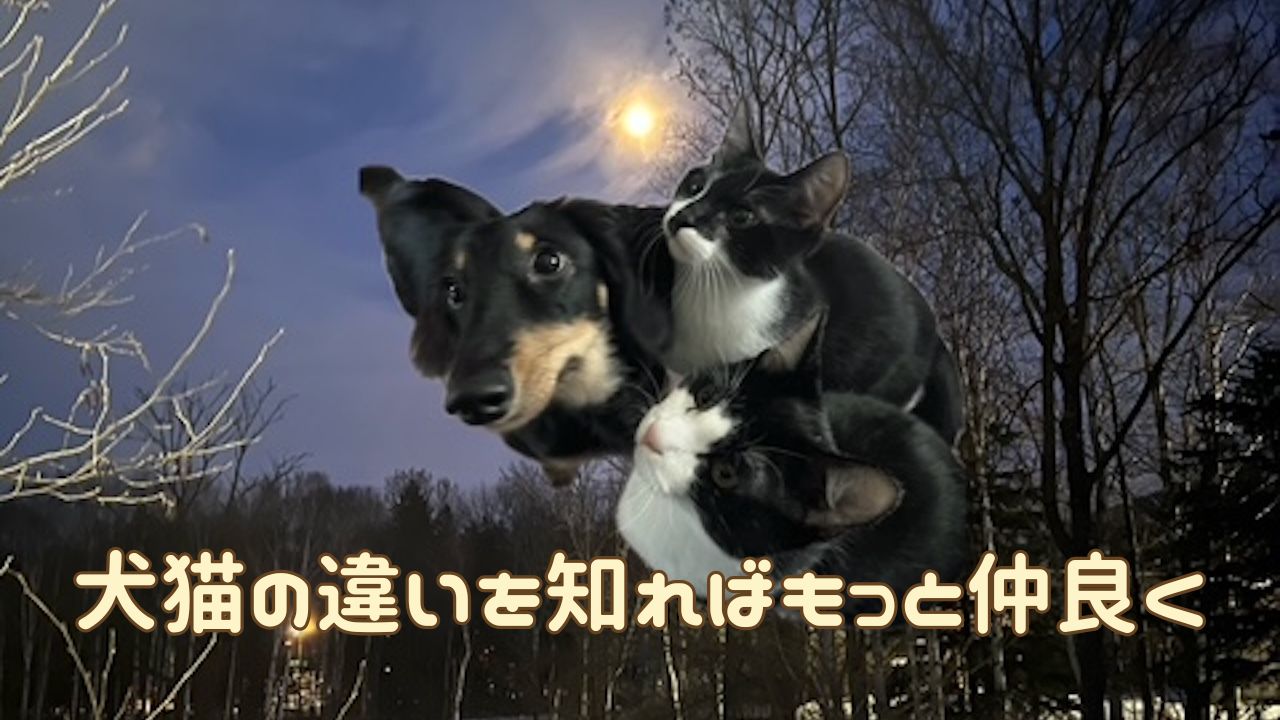 犬猫アイキャッチ 犬猫の違い