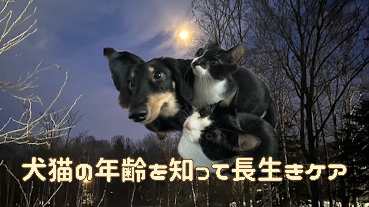 犬猫アイキャッチ 犬猫の毎日のケア