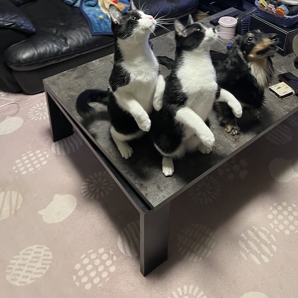 犬猫の留守番対策