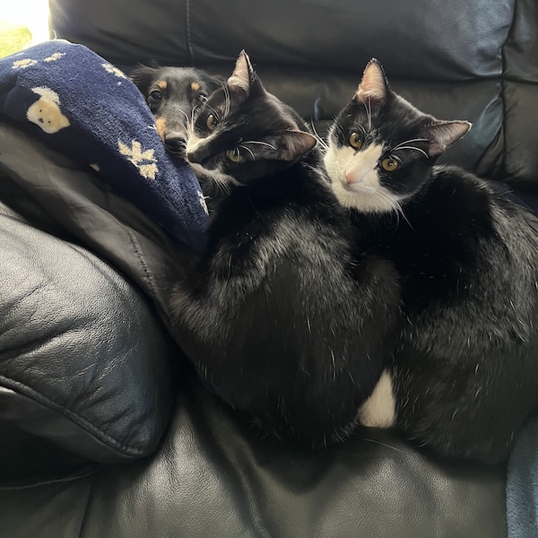 犬猫の留守番対策3