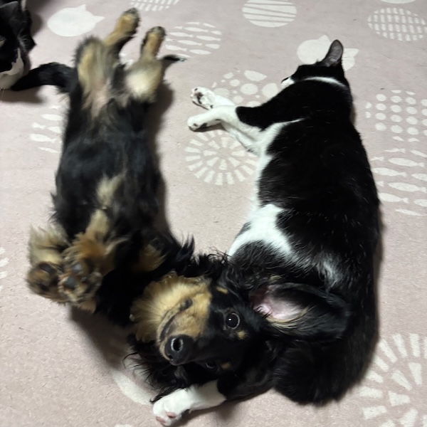 犬猫の留守番対策5