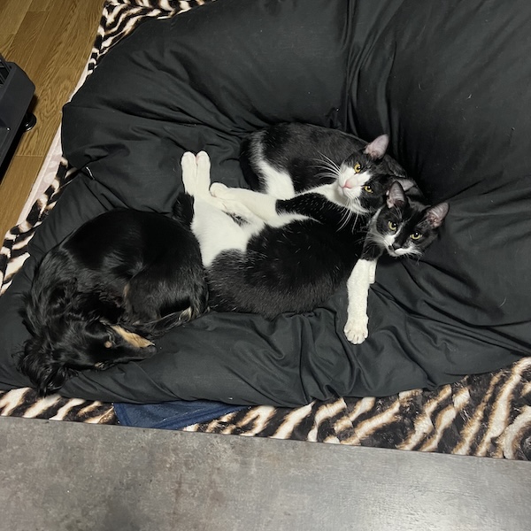 犬猫の留守番対策6