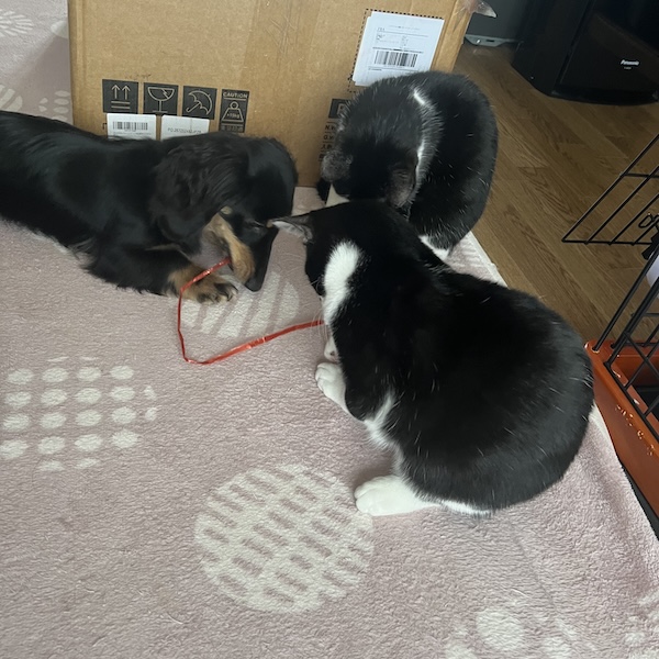 犬猫の留守番対策11