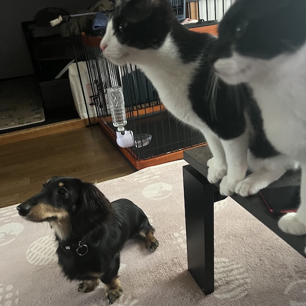 犬猫の留守番対策14