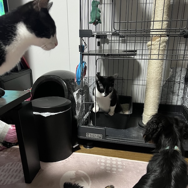 犬猫の留守番対策17