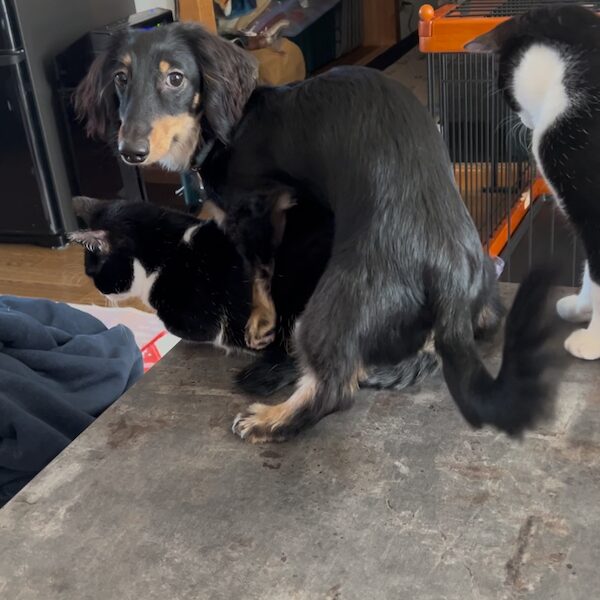 犬猫の最初の1週間10