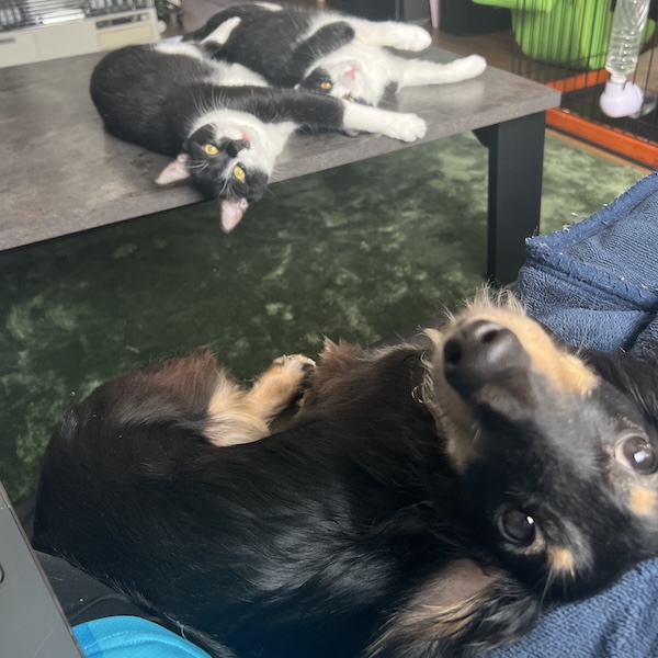 犬猫のライフスタイル工夫2