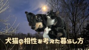 犬猫アイキャッチ 犬猫の相性