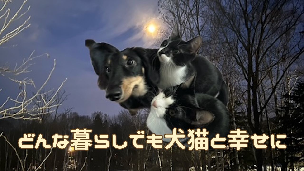 犬猫アイキャッチ 犬猫のライフスタイル工夫