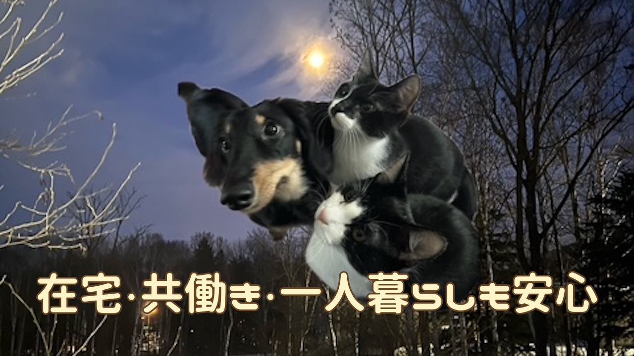犬猫アイキャッチ 犬猫の留守番対策