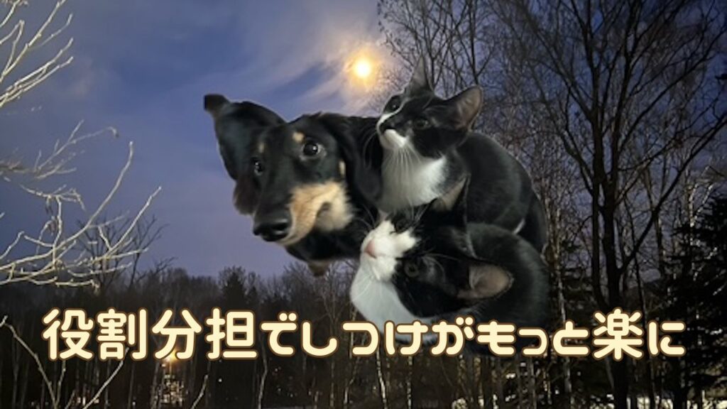 犬猫アイキャッチ 犬猫の役割分担