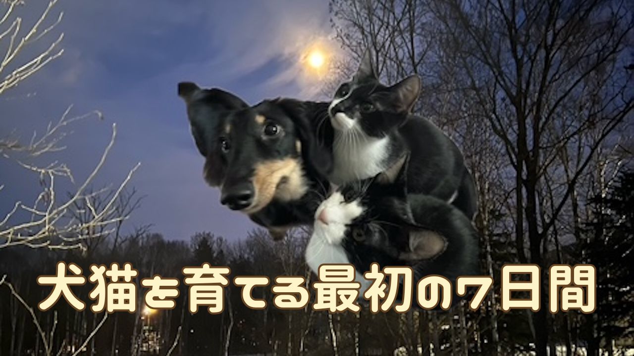 犬猫アイキャッチ 最初の1週間