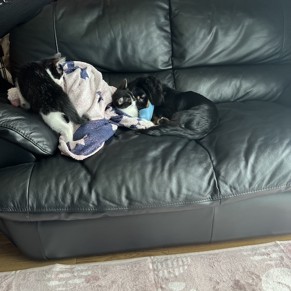 犬猫の役割分担