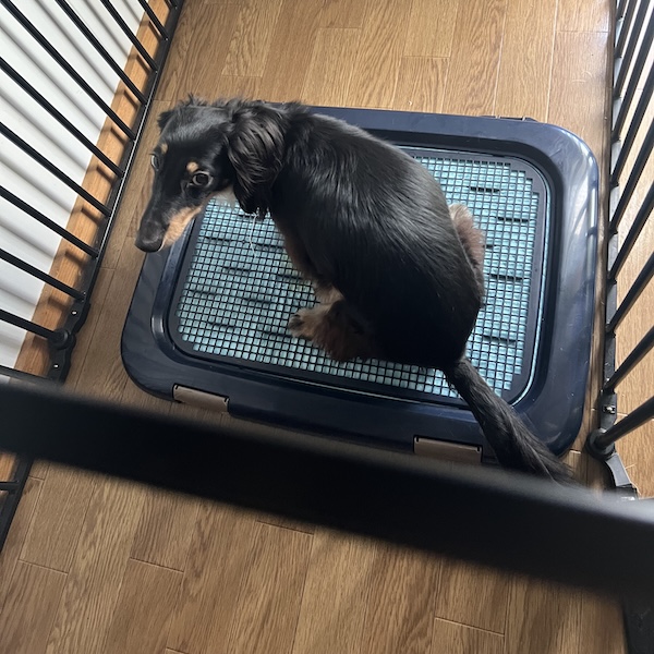 犬猫の役割分担5