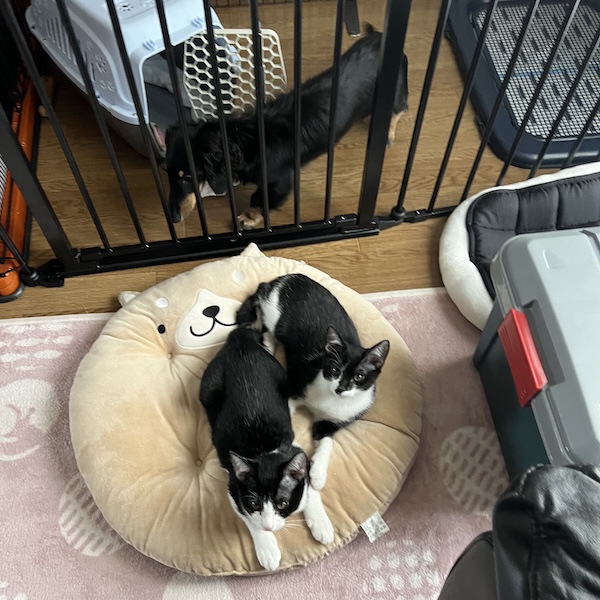 犬猫の役割分担8