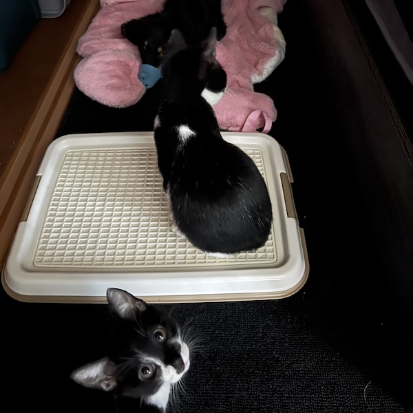 犬猫の役割分担9