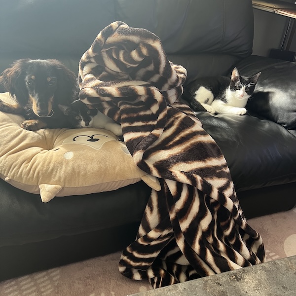 犬猫の役割分担10