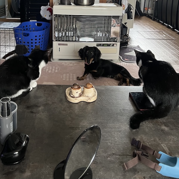 犬猫の役割分担12