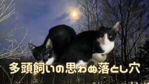 猫アイキャッチ 多頭飼いの落とし穴