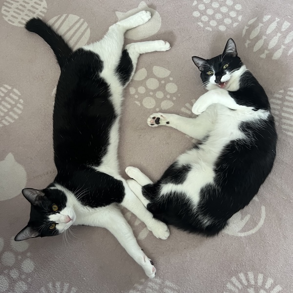 多頭飼いの落とし穴