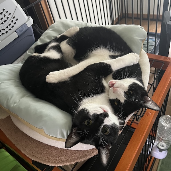 多頭飼いの落とし穴1