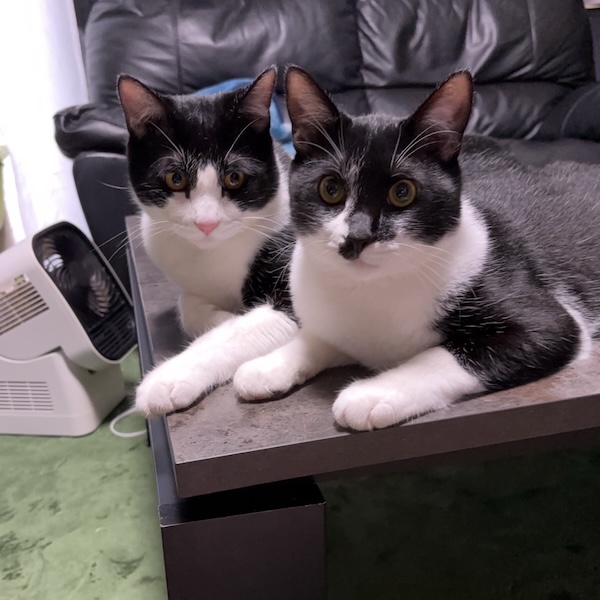 多頭飼いの落とし穴2