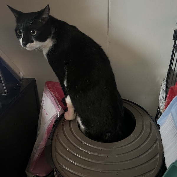 多頭飼いの落とし穴3