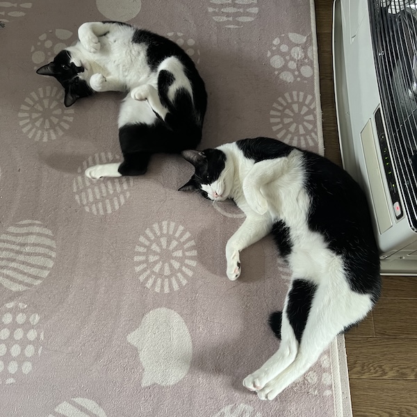 多頭飼いの落とし穴4