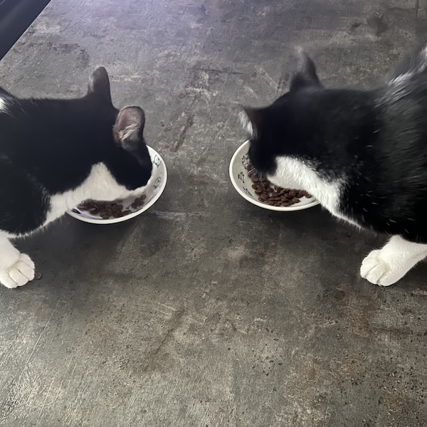 多頭飼いの落とし穴5