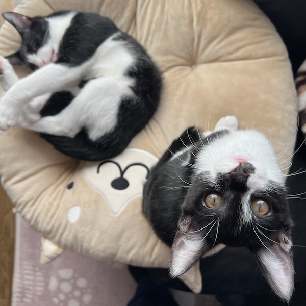 多頭飼いの落とし穴7