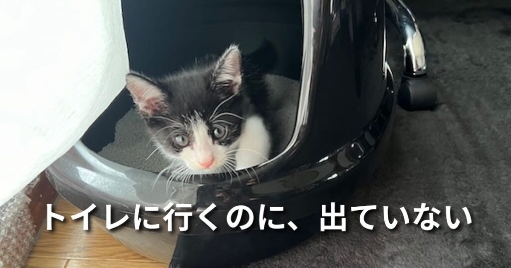 トイレに行くのに、出ていない アイキャッチ