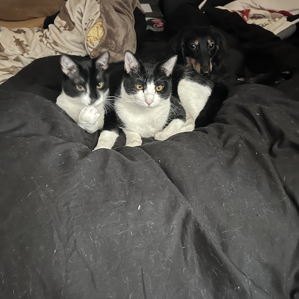 多頭飼いの気づき