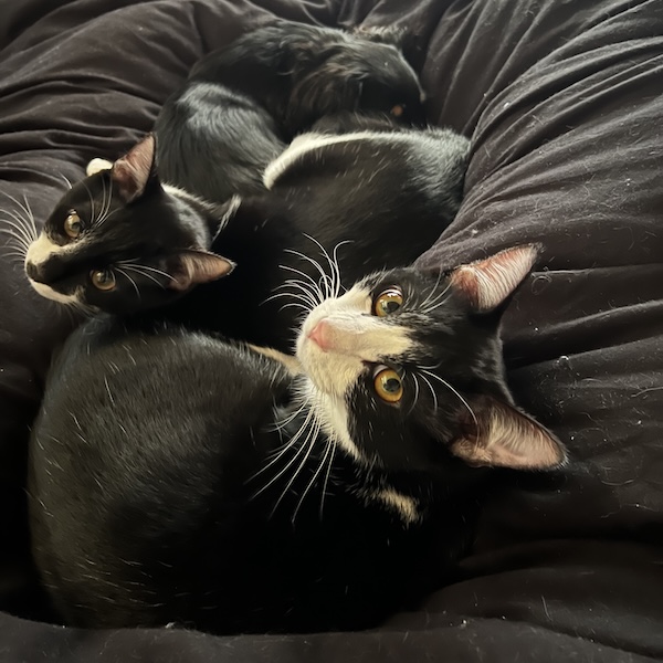 多頭飼いの気づき1