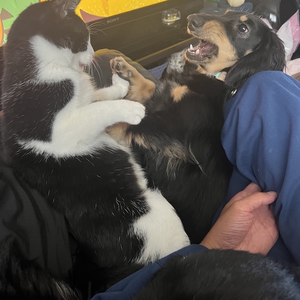 多頭飼いの気づき5